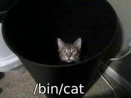 /bin/cat